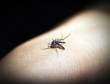 malaria 2f212334 focus 0.1 min0.01 360 276 JP3q55