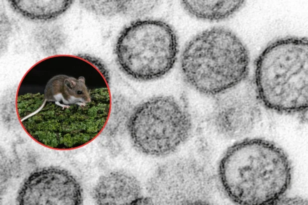 Alerta por hantavirus investigan brote tras viaje maritimo en Argentina V38I3b