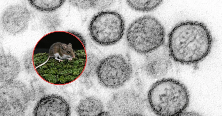 Alerta por hantavirus investigan brote tras viaje maritimo en Argentina V38I3b