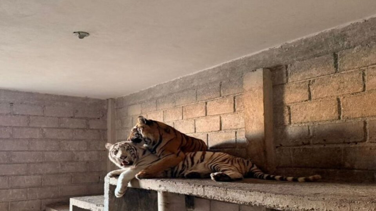 Tigres otumba gcdfFS