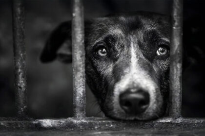 como denunciar maltrato animal edomex 1IC1zI