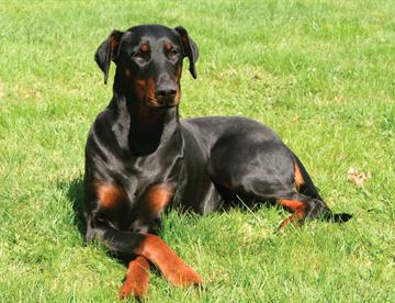 perro1 c7bf6edf focus 0 0 360 276 IvuMTa