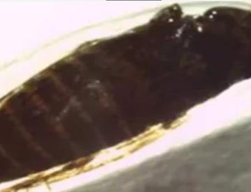 plaga c7c997a2 focus 0.09 0.13 360 276 cXaEuI