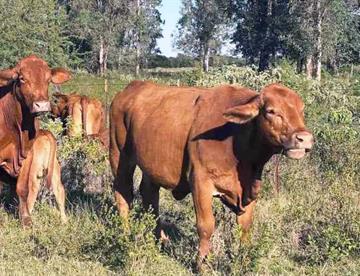 eu suspende exportacion de ganado a mexico detecta nuevos casos de gusano barrenador 8e52dbc7 focus 0.26 0.21 360 276 cZvIVT