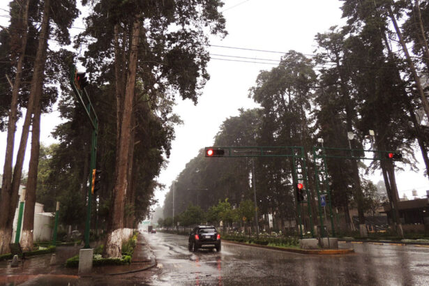 arboles colon.jpg C2ngKo