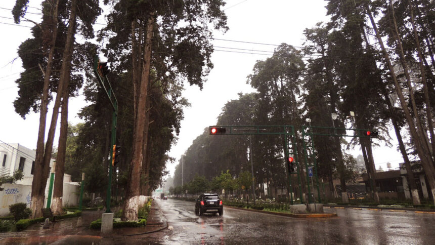 arboles colon.jpg C2ngKo