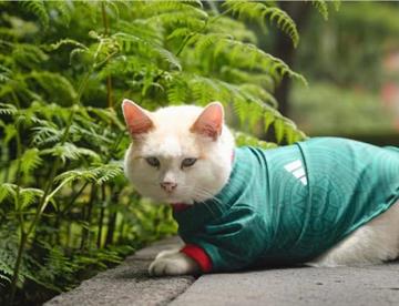 gato d42dddc9 focus min0.41 min0.07 360 276 JDABvh