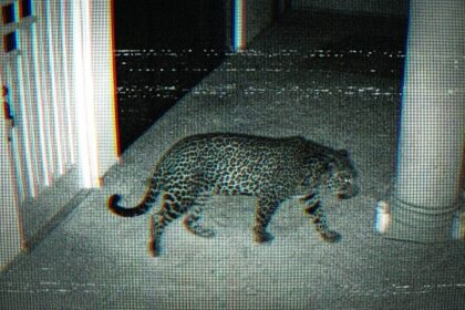 ixtapan jaguar rastro.jpg 4NGrF9