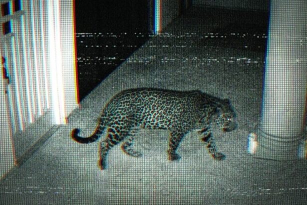 ixtapan jaguar rastro.jpg 4NGrF9