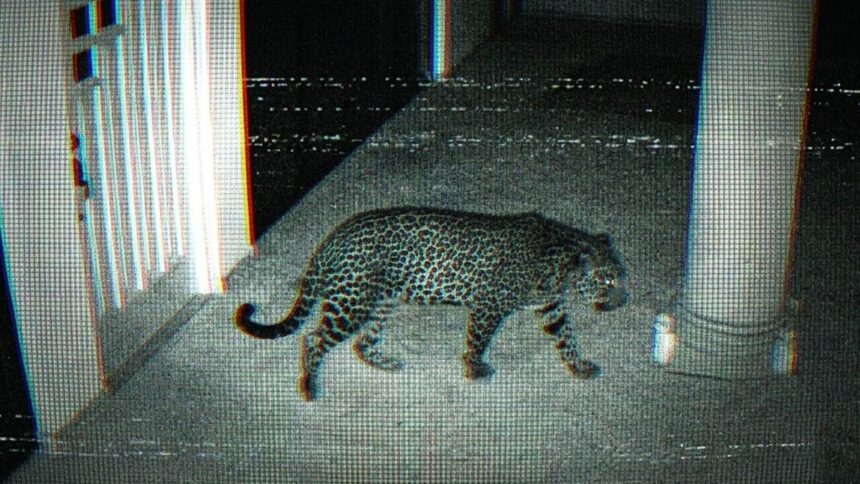 ixtapan jaguar rastro.jpg 4NGrF9