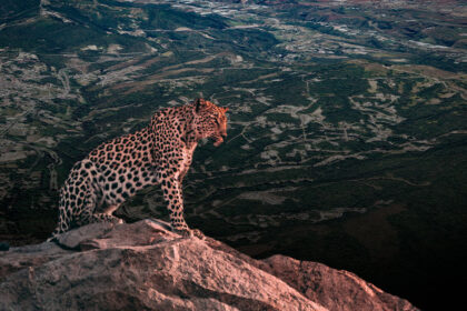 jaguar ixtapan de la sal AS4UEn