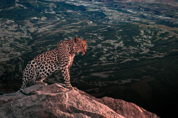 jaguar ixtapan de la sal AS4UEn