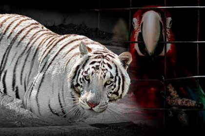 mercado negro animales mexico MTmrlJ