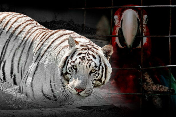 mercado negro animales mexico MTmrlJ