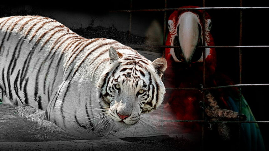 mercado negro animales mexico MTmrlJ
