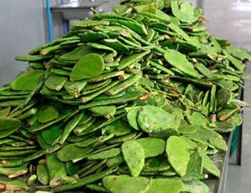 nopal 0b479532 focus 0 0 360 276 YGynnv