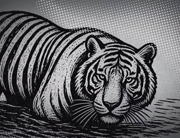 tigre 3bbafd2c focus 0 0 360 276 Fe2E9j