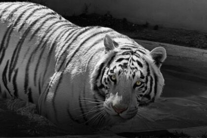 tigre de bengala XtJCPz