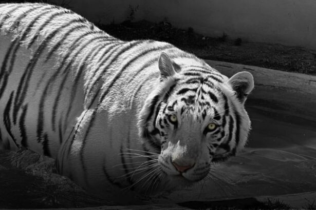 tigre de bengala XtJCPz