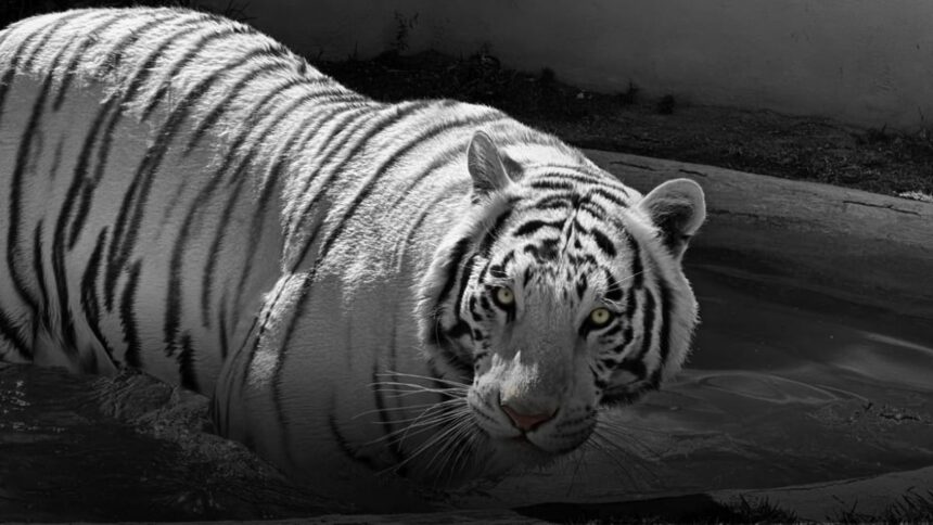 tigre de bengala XtJCPz