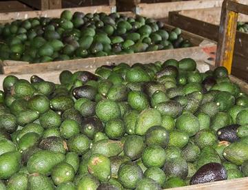 aguacate focus 0 0 360 276 FLHlRU