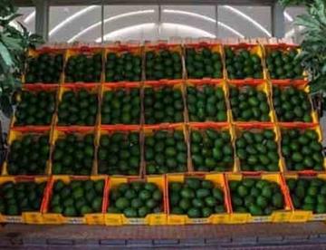 aguacate focus 0 0 360 276 K6WlXm