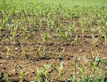 campo focus 0 0 360 276 JqnKCv